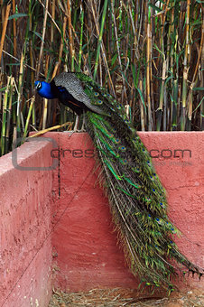 peacock with colorful plumage