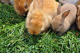 rabbit family feeding on grass