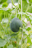 small watermelon hanging on plant