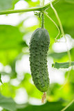 fresh greenhouse cucumber hanging on plant