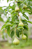 growing pears on the tree