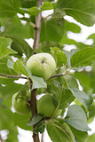growing apple on the tree