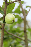 growing apple on the tree