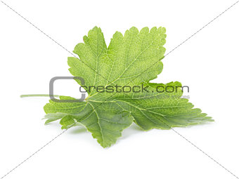 fresh green leaf of redcurrant