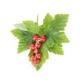 fresh ripe redcurrant with leaf