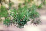 close up photo of pine branch
