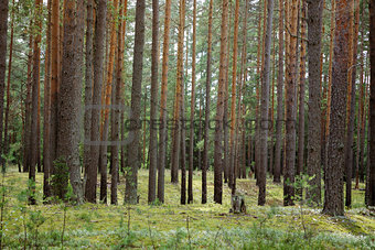 summertime in tranquil pine forest