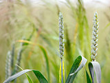 ears of corn in a field