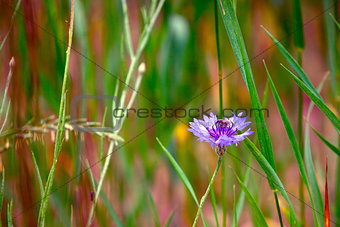 Blue cornflower and a bee in meadow