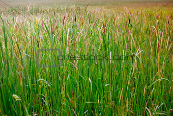 Many cattails in a swamp