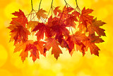 Red Maple Leaves with Orange Background