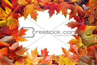 Colorful Maple Tree Fall Leaves Border