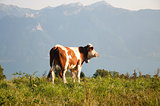 A cow on a pasture in Switzerland