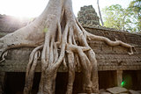 Ta Prohm Temple, Angkor, Cambodia 