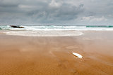 Seashell on the Shore of Guincho Beach in Cascais near Lisbon, P