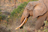 African elephant tusker