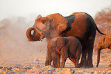 African elephants covered in dust