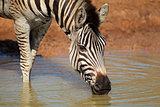 Plains zebra drinking