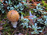  fly agaric in forest