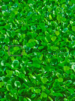 Green Water hyacinth