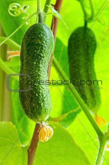 Green cucumber 
