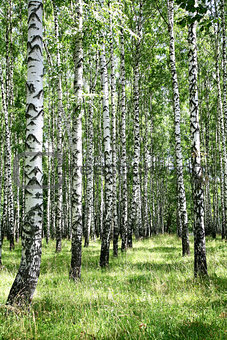 July view of sunny birch grove