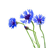 blue corn flowers