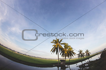 Fish eye view of rice fields with blue sky