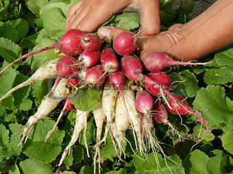 hands with radishes