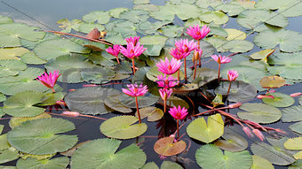 colorful lotus 
