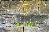 Old Stacked Stone Wall with Ferns