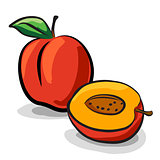 Peach fruits sketch drawing vector set