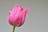 Close up of one pink tulip after rain
