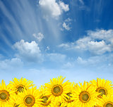 sunflowers over cloudy sky in summer
