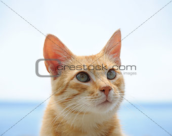 red cat with green eyes over blue