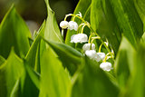 Blooming Lily of the valley in spring garden