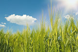 spring grain with blue sky and sunligt