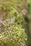 Moss close-up
