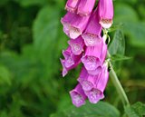 Foxglove with green background