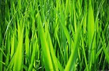 Leaves of a green grass
