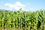 Corn Fields