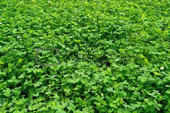 plantation of green clover