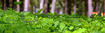 young green clover