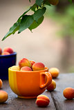 Apricots in a ceramic bowl