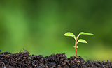 Close up of plant sprouting from the ground with vivid green bokeh background