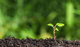 Close up of young plant sprouting from the ground with green bokeh background