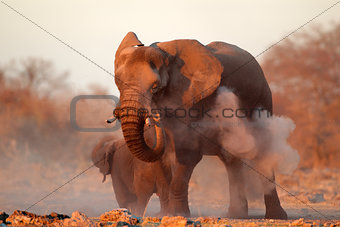 African elephant covered in dust