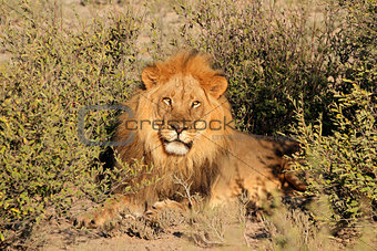 Big male African lion