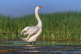 Whooper Swan (Cygnus cygnus) on lake