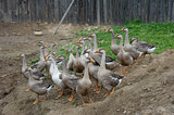 domestic geese